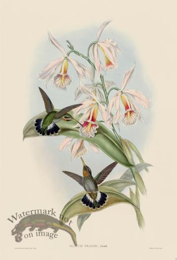 Gould Hummingbird 012